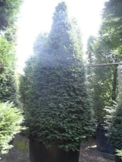 Taxus Als Kegel (Taxus Baccata) -Green Roots Exporteren Winkel taxus baccata kegel 275 300 350 c1000