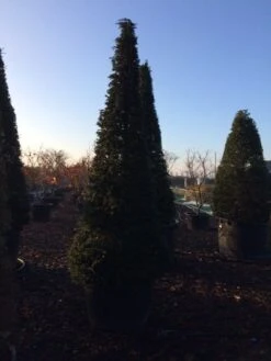 Taxus Als Kegel (Taxus Baccata) -Green Roots Exporteren Winkel taxus baccata kegel 300 c285 inkoop 475