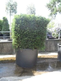 Nieuwe uitgaven -Green Roots Exporteren Winkel taxus baccata kubus 160 180 c750