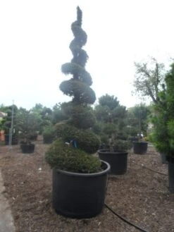 Taxus Als Spiraal (Taxus Baccata) -Green Roots Exporteren Winkel taxus baccata spiraal 350 400 c750 1