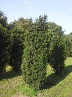 Taxus (Taxus Media 'Hicksii') 14 Taxus (Taxus Media 'Hicksii') -Green Roots Exporteren Winkel taxus hicksii 200 225 1