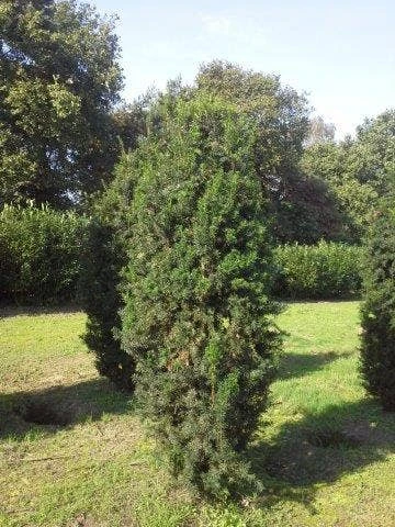 Taxus (Taxus Media 'Hicksii') 4 Taxus (Taxus Media 'Hicksii') - Afbeelding 4