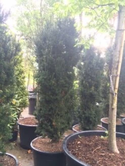 Taxus (Taxus Media 'Hicksii') 21 Taxus (Taxus Media 'Hicksii') -Green Roots Exporteren Winkel taxus hicksii 2