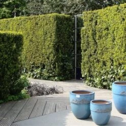 Taxus (Taxus Media 'Hicksii') 23 Taxus (Taxus Media 'Hicksii') -Green Roots Exporteren Winkel taxus media hicksii