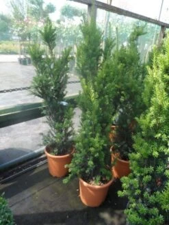 Taxus (Taxus Media 'Hicksii') 20 Taxus (Taxus Media 'Hicksii') -Green Roots Exporteren Winkel taxus media hicksii 60 80 100 c7 10