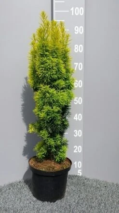 Gele Venijnboom (Taxus Baccata 'David') 8 Gele Venijnboom (Taxus Baccata 'David') -Green Roots Exporteren Winkel taxusdavid01