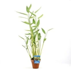 Thalia (Thalia Dealbata) -Green Roots Exporteren Winkel thalia