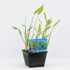 Thalia (Thalia Dealbata) -Green Roots Exporteren Winkel thalia dealbata 28x28 20180412193627