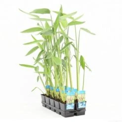Thalia (Thalia Dealbata) -Green Roots Exporteren Winkel thalia dealbata p11 t