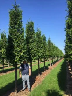 Haagconifeer Op Stam (Thuja Plicata 'Excelsa')
