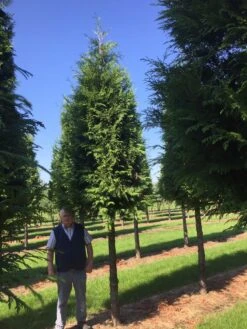 Haagconifeer Op Stam (Thuja Plicata 'Excelsa') -Green Roots Exporteren Winkel thuja 3540