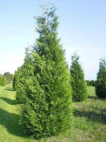 Levensboom (Thuja Plicata 'Atrovirens') 2 Levensboom (Thuja Plicata 'Atrovirens') - Afbeelding 2