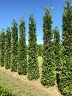 Grote Groene Haagconifeer (Thuja Occidentalis 'Brabant') -Green Roots Exporteren Winkel thuja brabant 350400 1