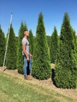 Nieuwe uitgaven -Green Roots Exporteren Winkel thuja occ smaragd 200250