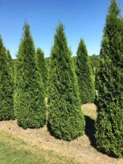 Grote Westerse Levensboom (Thuja Occidentalis 'Smaragd') -Green Roots Exporteren Winkel thuja occ smaragd 200250 2 1