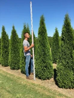Grote Westerse Levensboom (Thuja Occidentalis 'Smaragd') -Green Roots Exporteren Winkel thuja occ smaragd 250300