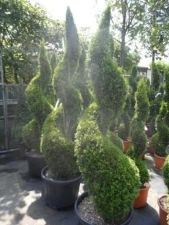 Conifeer Als Spiraal (Thuja Occidentalis 'Smaragd') -Green Roots Exporteren Winkel thuja occidentalis smaragd spiraal 175 200 c50
