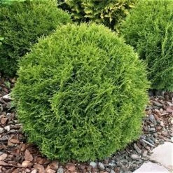 Thuja (Thuja Occidentalis 'Tiny Tim') -Green Roots Exporteren Winkel thuja occidentalis tiny tim