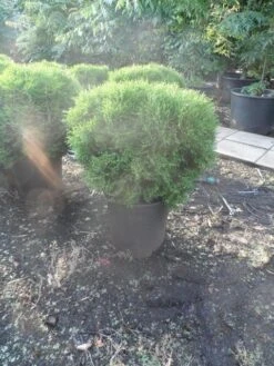 Thuja (Thuja Occidentalis 'Tiny Tim') -Green Roots Exporteren Winkel thuja occidentalis tiny tim 50 60 80 c25