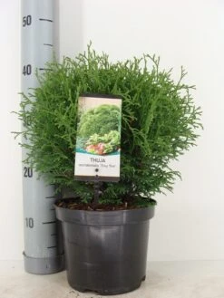 Thuja (Thuja Occidentalis 'Tiny Tim') -Green Roots Exporteren Winkel thuja occidentalis tiny tim zomer c3