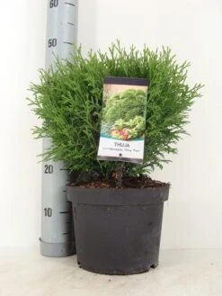 Thuja (Thuja Occidentalis 'Tiny Tim') -Green Roots Exporteren Winkel thuja occidentalis tiny tim zomer c5 m