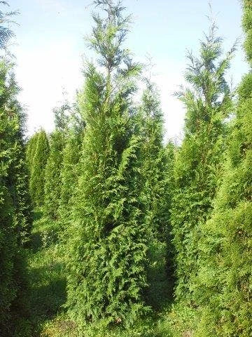 Levensboom (Thuja Plicata 'Atrovirens') 6 Levensboom (Thuja Plicata 'Atrovirens') - Afbeelding 6