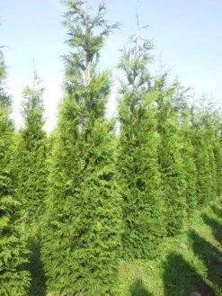 Levensboom (Thuja Plicata 'Atrovirens') 17 Levensboom (Thuja Plicata 'Atrovirens') -Green Roots Exporteren Winkel thuja pl atrovirens 300 350 1