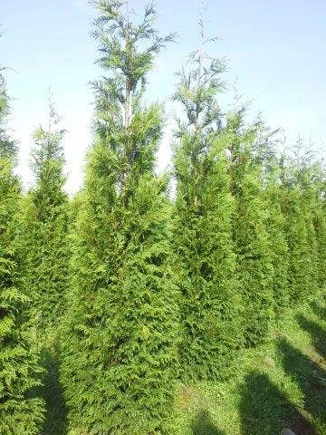 Levensboom (Thuja Plicata 'Atrovirens') 7 Levensboom (Thuja Plicata 'Atrovirens') - Afbeelding 7