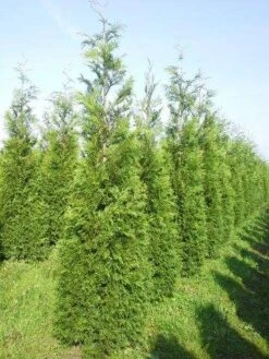 Levensboom (Thuja Plicata 'Martin') -Green Roots Exporteren Winkel thuja pl martin 300 350 1