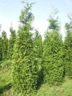 Levensboom (Thuja Plicata 'Martin') -Green Roots Exporteren Winkel thuja pl martin 300 350 1