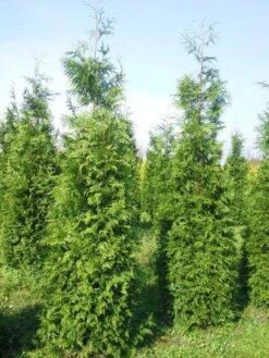 Levensboom (Thuja Plicata 'Martin') -Green Roots Exporteren Winkel thuja pl martin 300 350 3 1