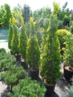 Levensboom (Thuja Orientalis 'Pyramidalis Aurea') -Green Roots Exporteren Winkel thuja platycladus orientalis pyramidalis aurea 150 175