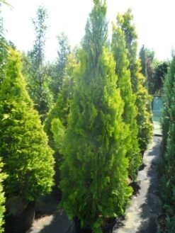 Levensboom (Thuja Orientalis 'Pyramidalis Aurea') -Green Roots Exporteren Winkel thuja platycladus orientalis pyramidalis aurea 175 200 250