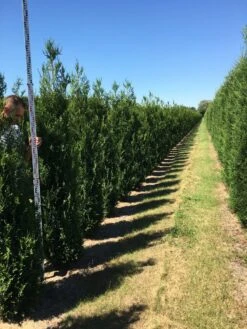 Grote Levensboom (Thuja Plicata 'Atrovirens') -Green Roots Exporteren Winkel thuja plic atrovirens 200250