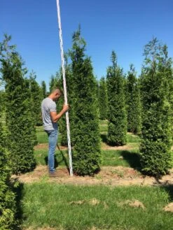 Grote Haagconifeer (Thuja Plicata 'Excelsa') -Green Roots Exporteren Winkel thuja plic excelsa 250300 3