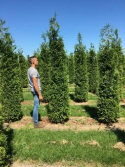 Grote Haagconifeer (Thuja Plicata 'Excelsa') -Green Roots Exporteren Winkel thuja plic excelsa 300350