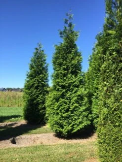 Grote Haagconifeer (Thuja Plicata 'Excelsa') -Green Roots Exporteren Winkel thuja plic excelsa 400450