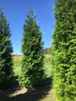 Grote Haagconifeer (Thuja Plicata 'Excelsa') -Green Roots Exporteren Winkel thuja plic excelsa 400450 2