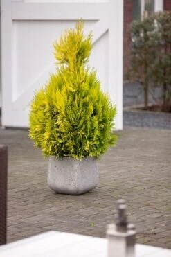 Levensboom (Thuja Plicata '4ever Goldy') -Green Roots Exporteren Winkel thuja plicata 4ever goldy pbr