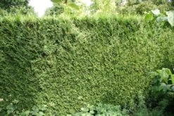 Levensboom (Thuja Plicata 'Atrovirens') 19 Levensboom (Thuja Plicata 'Atrovirens') -Green Roots Exporteren Winkel thuja plicatum atrovirens 1