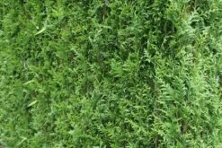 Levensboom (Thuja Plicata 'Atrovirens') 18 Levensboom (Thuja Plicata 'Atrovirens') -Green Roots Exporteren Winkel thuja plicatum atrovirens 2