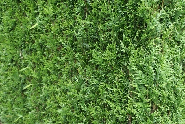 Levensboom (Thuja Plicata 'Atrovirens') 8 Levensboom (Thuja Plicata 'Atrovirens') - Afbeelding 8