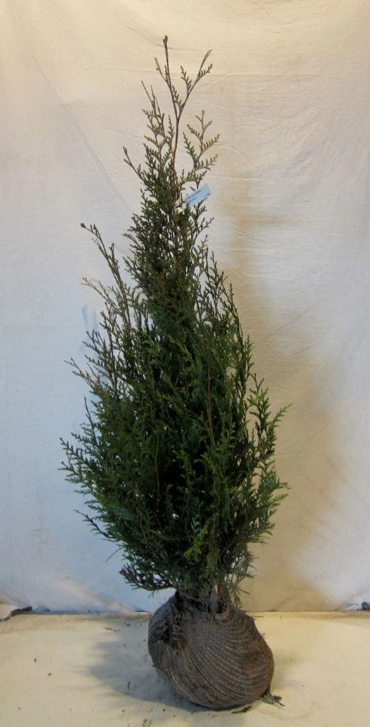 Levensboom (Thuja Plicata 'Atrovirens') 11 Levensboom (Thuja Plicata 'Atrovirens') - Afbeelding 11