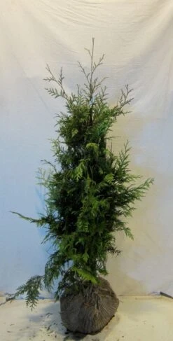 Reuzenlevensboom (Thuja Plicata 'Excelsa') -Green Roots Exporteren Winkel thujapexcelsa100 125