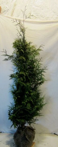 Reuzenlevensboom (Thuja Plicata 'Excelsa') -Green Roots Exporteren Winkel thujapexcelsa150 175