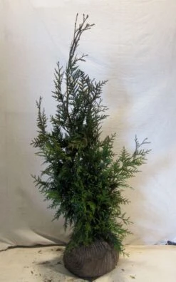 Levensboom (Thuja Plicata 'Martin') -Green Roots Exporteren Winkel thujapmartin080 100