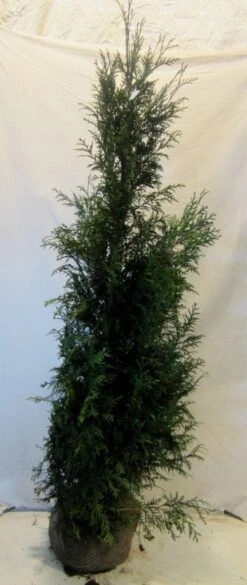 Levensboom (Thuja Plicata 'Martin') -Green Roots Exporteren Winkel thujapmartin150 175