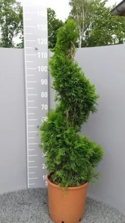 Conifeer Als Spiraal (Thuja Occidentalis 'Smaragd') -Green Roots Exporteren Winkel thujasmaragdspiraal01