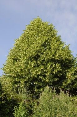 Lindeboom (Tilia Platyphyllos)
