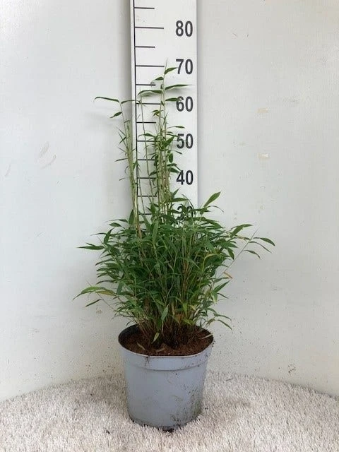 Niet Woekerende Bamboe (Fargesia Murieliae 'Tiny') 2 Niet Woekerende Bamboe (Fargesia Murieliae 'Tiny') - Afbeelding 2